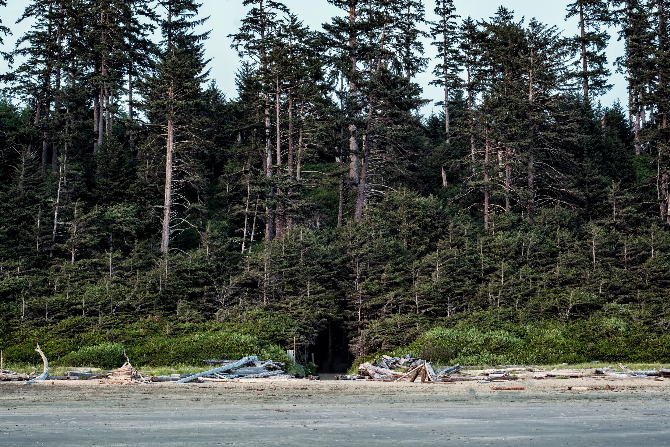 Dense coastal forest and driftwood at the edge of the water near Tofino
